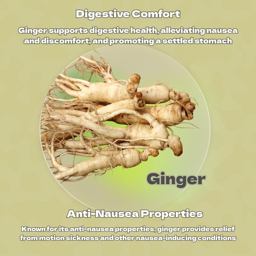 Ginger root (Zingiber officinale) supporting digestive comfort and anti-nausea properties in the IMMUNE supplement.