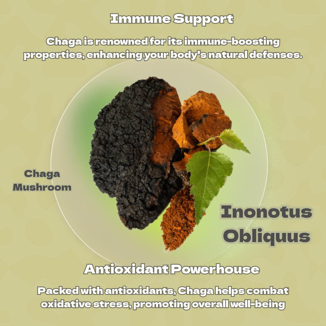 
                  
                    Chaga Mushroom (Inonotus obliquus) – a natural powerhouse for immune support and antioxidant protection.
                  
                